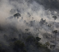 Burning rainforest image